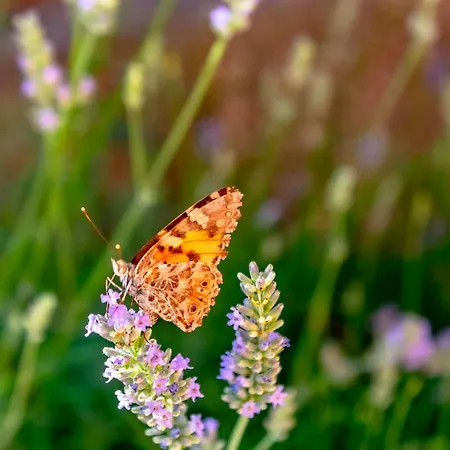 艾比公寓 * Kornić